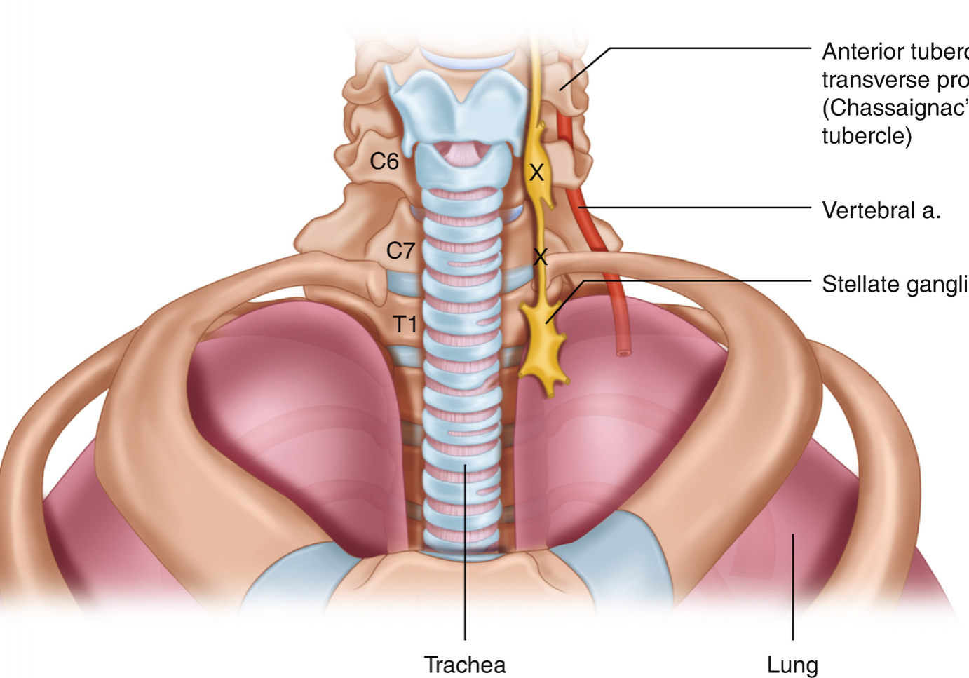 SGB_treatments for TBI